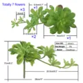 Pianta succulenta verde artificiale testa di fiore dimensione specifica grafico dettagli. - DR049-1