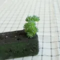 Artificial flocked succulent plant DIY wall accessory green mini plant variant sku display - DR059