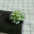 Artificial succulent plant flocking faux green plant DIY wall decor accessory piece - DR060
