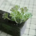 Flocked artificial succulent plant SKU, perfect for home decor and DIY plant wall accessories. - DR062