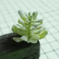 Artificial succulent plant flocking DIY plant wall accessories faux flower head. - DR069