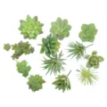 Set de plantas suculentas artificiales DIY decoración de pared de vegetación para hogar - TA23