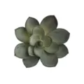Pianta Grassa Succulenta Artificiale In Plastica Finto Fiore Per Decorazione Parete - DR0287-1