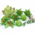 Conjunto de plantas suculentas artificiales pared verde decoración bricolaje - TA10