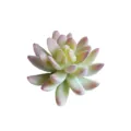 Artificial succulent plant head flocked fake plant flower for home room decor crafting. - DR067