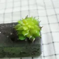 Artificial succulent plant head flocking fake floral DIY plant wall decor accessories - DR080