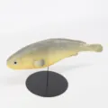 Modelo de pez de simulación PU decoración de acuario gato juguete accesorio de foto mesa - Amarillo Gris (Y006)