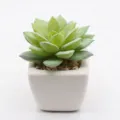 Mini artificial succulent plant in white ceramic pot for home decor and desktop decoration. - PA02-14 Style