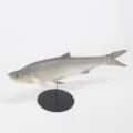 Modelo realista de pez simulado en PU para decoración de acuario juguete para gatos - Gris Plateado (Y014)