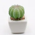 Mini artificial succulent potted plant with white ceramic pot and small stones for home decor. - PA02-20 Style
