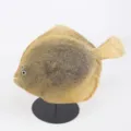 Modelo de lenguado de simulación para decoración de acuario, juguete y accesorio de foto. - Modelo de Lenguado (Y018)
