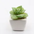 Mini artificial succulent potted plant in white square ceramic pot for home decor. - PA02-5 Style