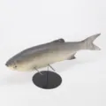 Modelo de pez simulado adorno de acuario PU juguete para gato mascota variante - Gris Oscuro (Y021)