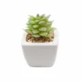Mini witte vierkante kunstmatige vetplantenpot met steentjes en afmetingslabels. - Kleine vierkante pot + Geklokte Lu Lotus Groen