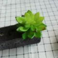 Artificial succulent plant head DIY fake flower for home decor and wall greenery craft - DR074