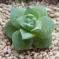 Artificial flocked succulent plant head green fake flower for DIY plant wall decor accessories - DR064-2