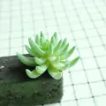 Flocked artificial succulent plant green DIY fake flower head for home and wall decor - DR071