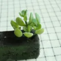 Flocked artificial succulent plant, realistic green faux plant for DIY home decor crafts. - DR051-1