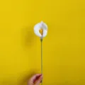 Handmade crochet calla lily artificial flower knitted yarn floral gift for home decoration. - White
