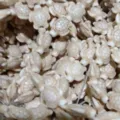 Beige sea turtle beads, DIY loose charm accessories for handmade jewelry making crafts. - Sea Turtle / White