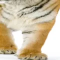 3D gedruckte Tierpfoten Socken, realistische Tigerfell Digitaldruck Neuheit Socken für Erwachsene. - Einheitsgröße / Tiger