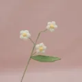 Dettaglio ramo di fiori all'uncinetto fatto a mano, petali bianchi delicati per decorazione casa. - Bianco