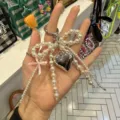 Pearl bow heart keychain Y2K cute bag charm stylish phone strap accessory for women - Double Bow Pearl + Heart Pendant