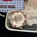 Detail view of brown plaid lace hair scrunchie, sweet style pony tail hair tie accessory. - Dark Coffee Polka Dot