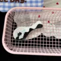 Cute sweet-cool black cat spoon hair clip with pink dots stylish cartoon hair accessory. - Pink Polka Dot Black Hair Clip