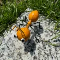 Adorable ornement de fourmi en métal pour jardin, insecte extérieur tacheté de jaune. - Fourmi / 10x8.5x10cm / Fourmi Jaune
