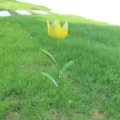 Metal tulip garden stake iron flower outdoor lawn decoration yard ornament plant stake decor - Tulip Yellow