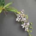 Detalle de vid de orquídea artificial, decoración floral de seda de calidad para el hogar y bodas. - H82CM / Moteado Blanco