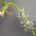 Vista de cerca de enredadera de orquídea artificial con pétalos detallados, raíces aéreas y tallos verdes. - H82CM / Verde Sirena