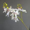 Vista detallada de rama de flor de orquídea phalaenopsis artificial, ideal decoración - Blanco