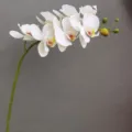 Orquídea phalaenopsis blanca artificial tallo único flor realista para decoración de hogar boda - Blanco con centro amarillo
