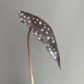 Close-up detail view of artificial PU trout begonia leaf featuring unique white spots pattern. - Small Leaf Brown