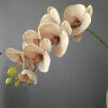 Primer plano de rama de orquídea phalaenopsis artificial, 7 cabezas de silicona, tono Morandi. - Café Claro