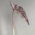 Primer plano detallado de la hoja de begonia artificial que muestra textura y tallo. - Café Medio