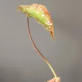 Detalle de hoja de begonia maculata PU artificial, planta moteada realista para decoración. - Hoja Mediana Verde