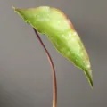 Hoja de begonia de PU artificial rama para decoración del hogar nórdica accesorios. - Hoja Grande Verde