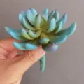 Künstliche weiche Sukkulente, Rubin-Lotus Pflanze, Wohnzimmer Tischdekoration Detail. - 24# Blau