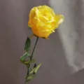 Detalle de tallo de flor de rosa amarilla artificial para decoración del hogar y accesorios de foto. - Amarillo