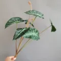 Close-up detail of artificial elephant ear plant leaves, showing realistic texture and stem. - H52CM / Green