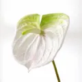 Artificial anthurium flower single large white simulation plant home decor floral arrangement - L / White