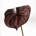 Grande fiore di anturio artificiale stelo singolo pianta di simulazione decorazione nero rosso - Taglia L / Nero rosso
