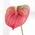 Grande fiore di anturio artificiale stampato in 3D finta pianta rosa scuro per la casa. - Taglia L / rosa scuro