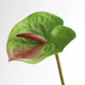 Artificial Anthurium Leaf Large Dark Green 3D Print Fake Flower Home Decor Plant Prop - L / Dark Green