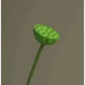 Artificial lotus pod green stem simulation flower for home decor and photography prop. - Small Lotus Seedpod - Light Green
