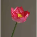 Artificial Lotus Flower Single Pink Faux Lotus Stem for Home Wedding Decor Photography Prop - Large Lotus - Dark Pink