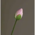 Artificial lotus flower simulation fake plant for home decor wedding photography props. - Lotus Buds - Light Pink